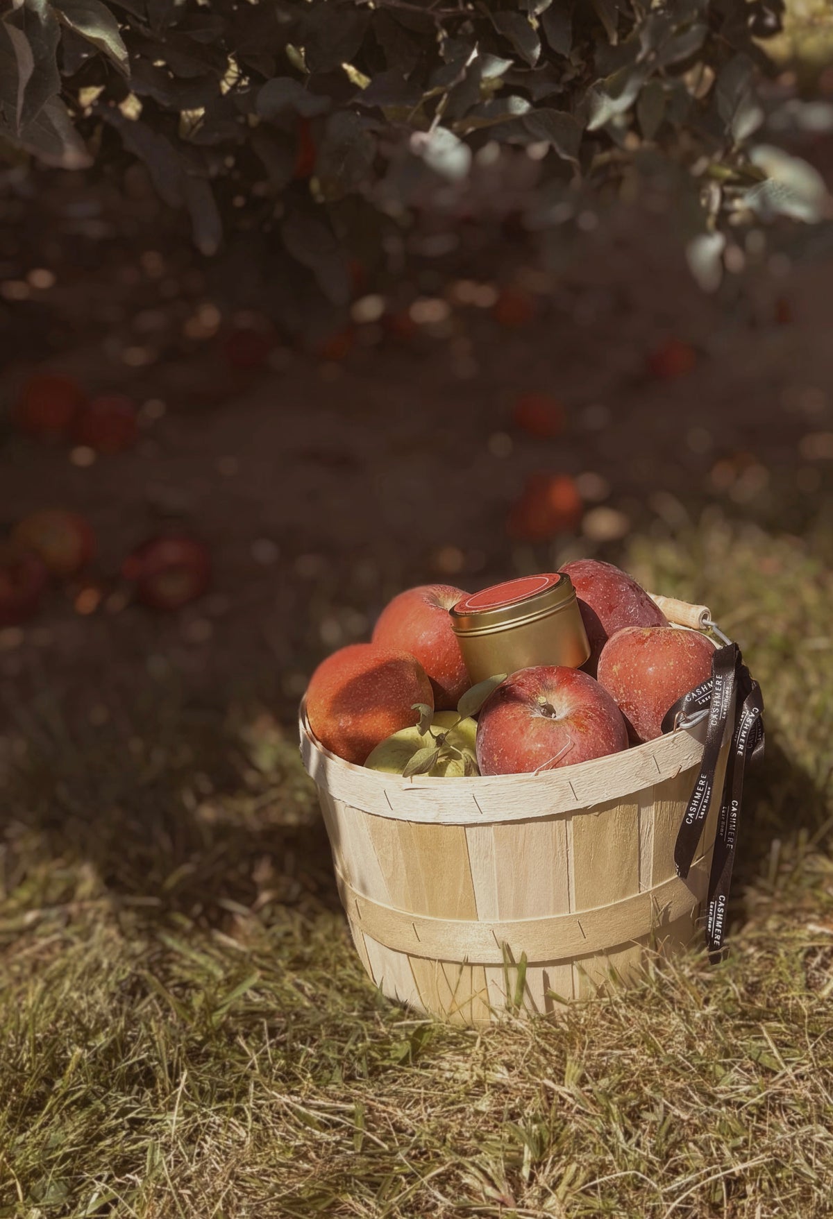 Apple Spice Travel Candle • Limited Presale